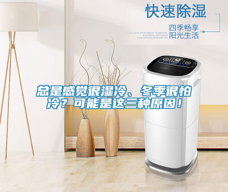 總是感覺很濕冷、冬季很怕冷？可能是這三種原因！