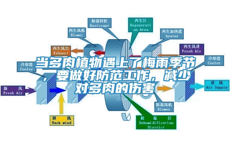 當(dāng)多肉植物遇上了梅雨季節(jié)，要做好防范工作，減少對(duì)多肉的傷害