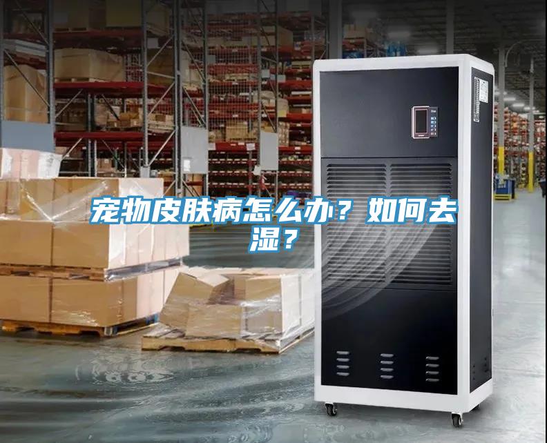 寵物皮膚病怎么辦？如何去濕？