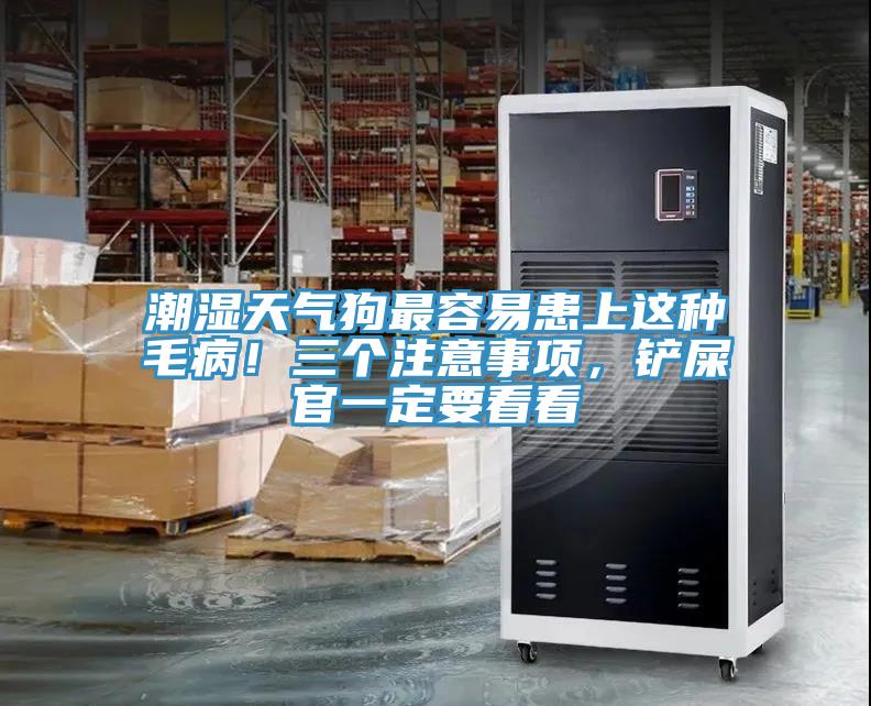 潮濕天氣狗最容易患上這種毛病！三個(gè)注意事項(xiàng)，鏟屎官一定要看看