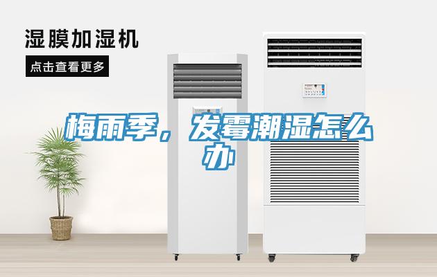 梅雨季，發(fā)霉潮濕怎么辦