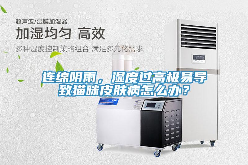 連綿陰雨，濕度過(guò)高極易導(dǎo)致貓咪皮膚病怎么辦？