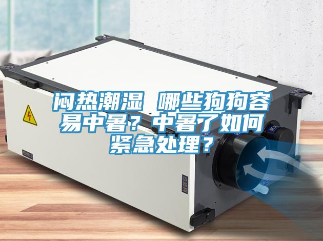 悶熱潮濕 哪些狗狗容易中暑？中暑了如何緊急處理？
