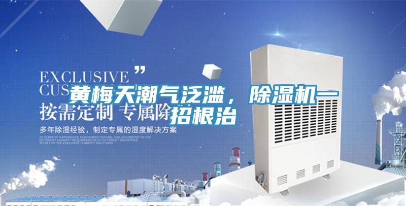 黃梅天潮氣泛濫，除濕機一招根治