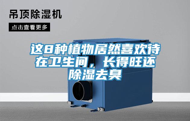 這8種植物居然喜歡待在衛(wèi)生間，長得旺還除濕去臭